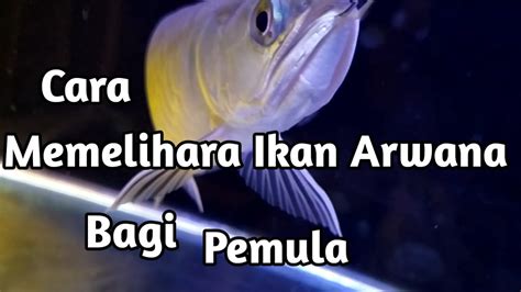 Memelihara ikan arwana menurut islam  #3 Makanan Ikan